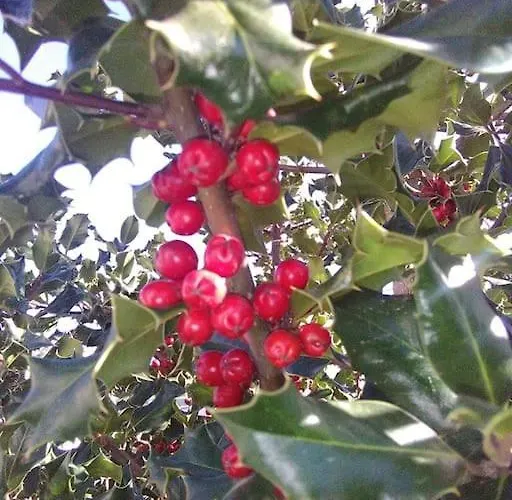 Ferias Felizes Em Familia/com Amigos *