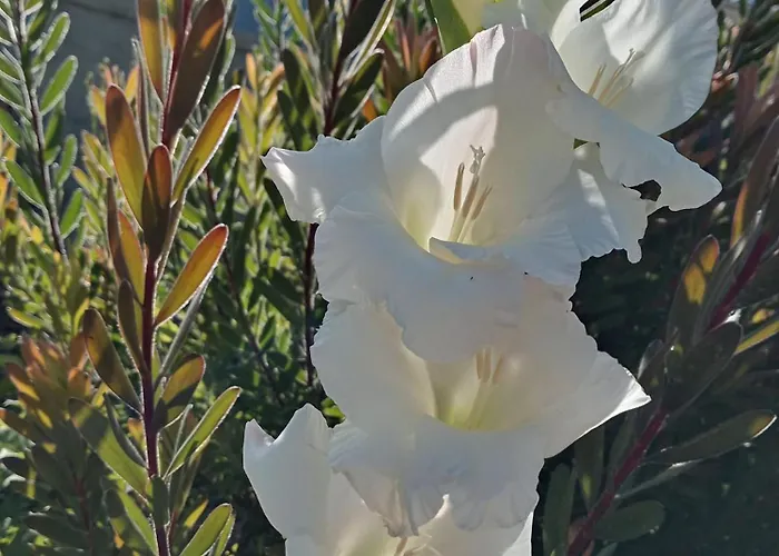 Tatil Evi Ferias Felizes Em Familia/com Amigos Macieira da Lixa